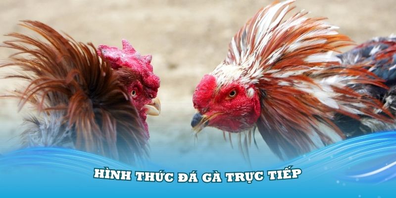 Những hình thức đá gà trực tiếp mang đến nhiều ưu điểm