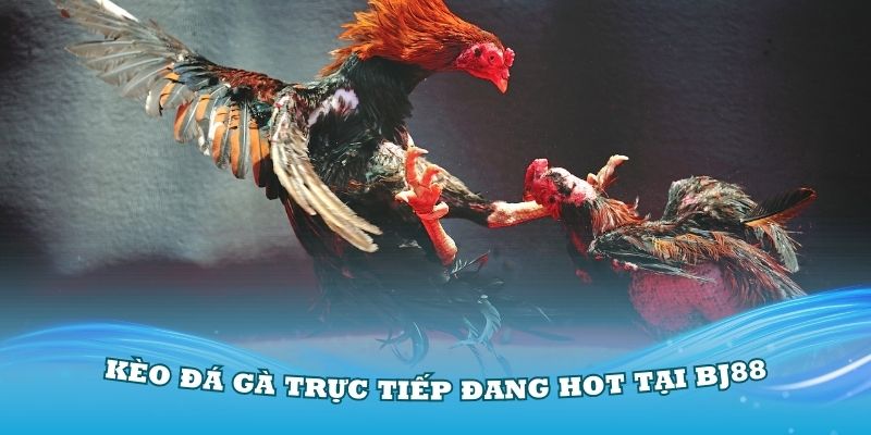 Nắm vững một số kèo đá gà trực tiếp đang hot tại BJ88